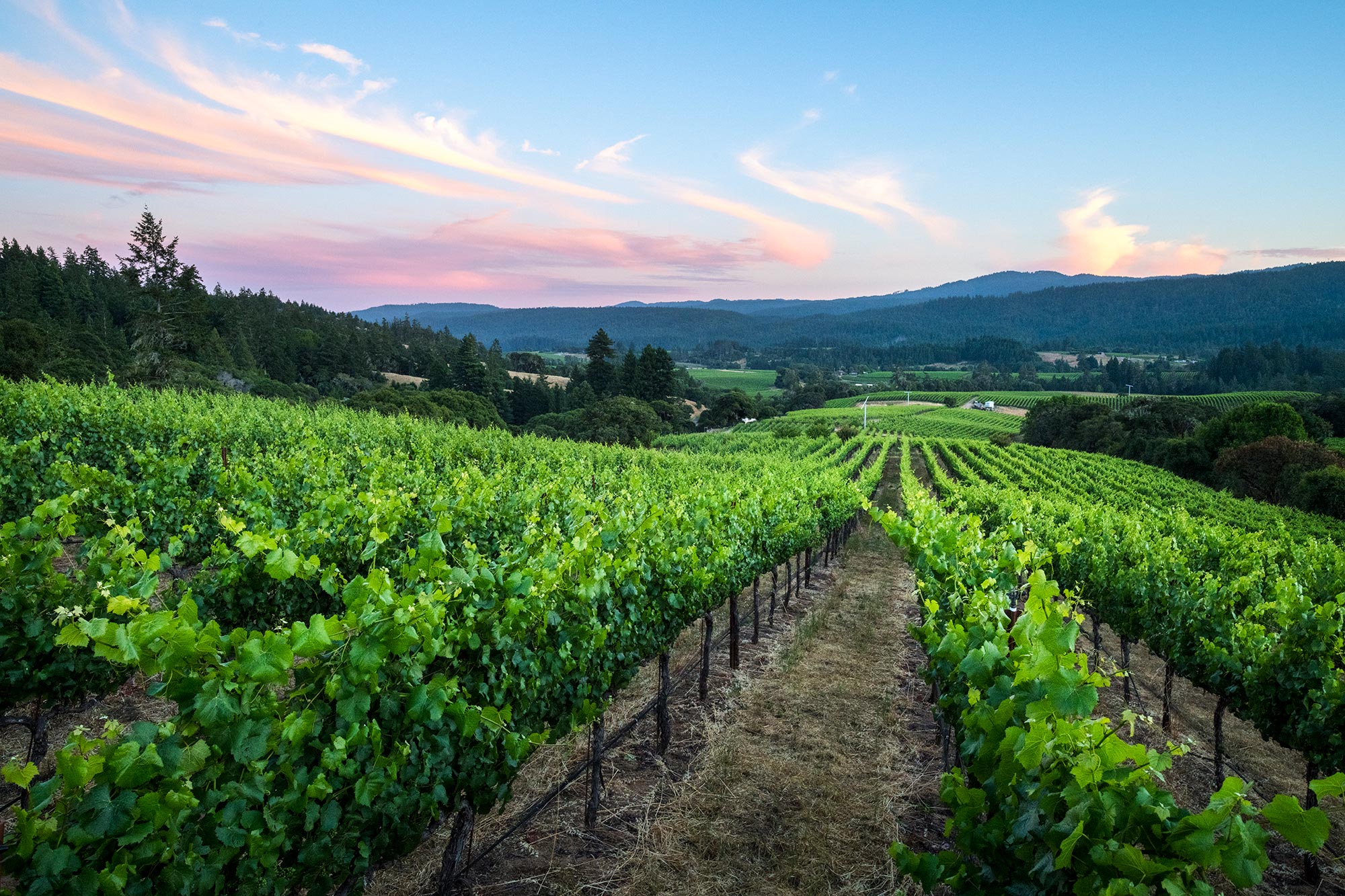 Scenic of Bearman Bend vineyard, Anderson Valley CA