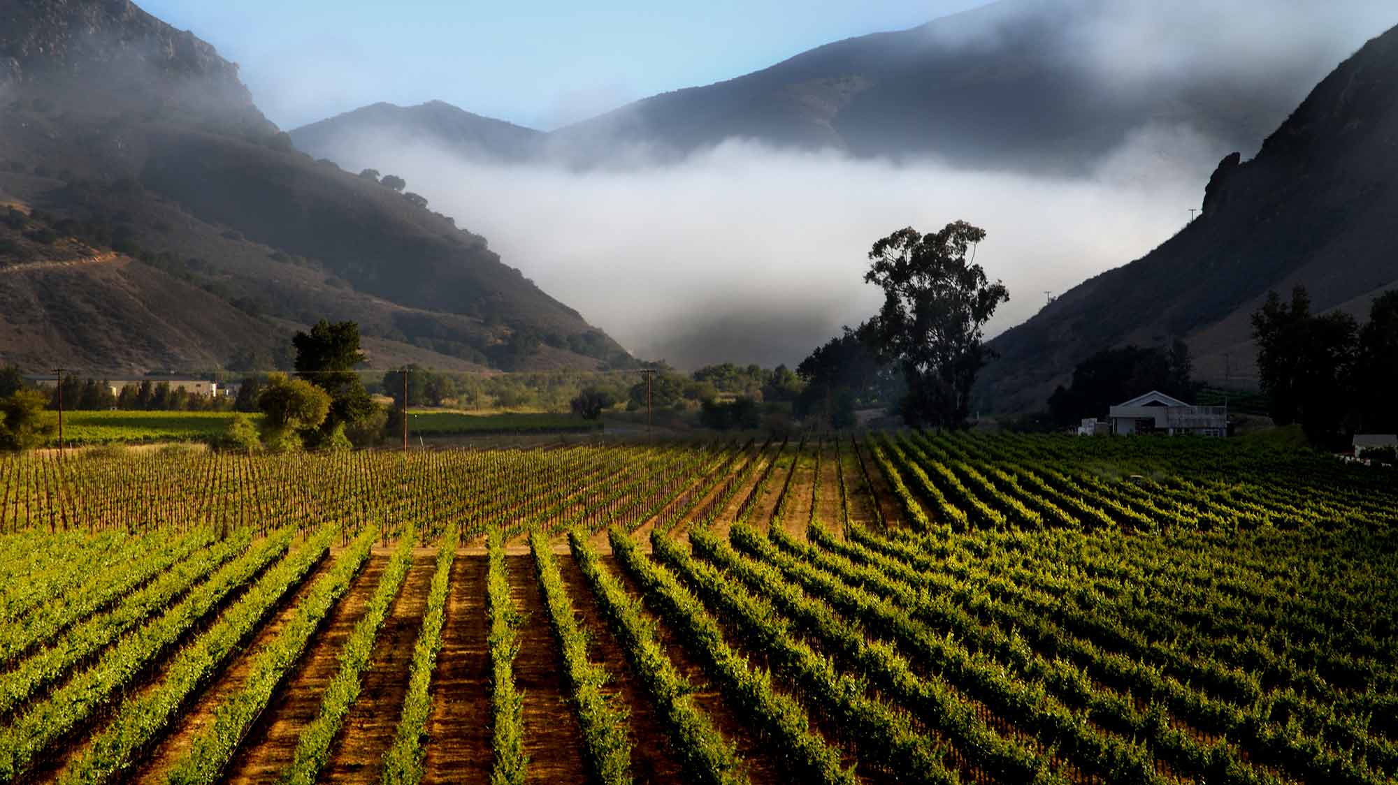 Bien Nacido Vineyard