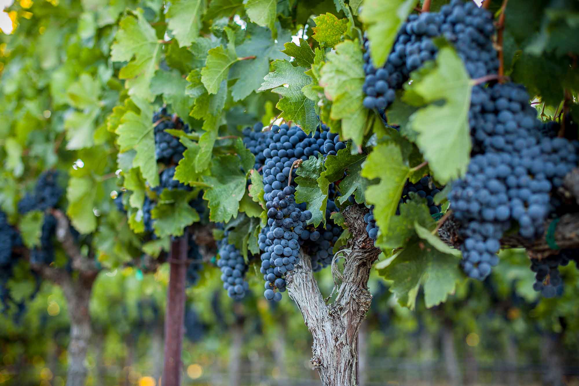Scenic view of grapes in Soda Canyon vineyard